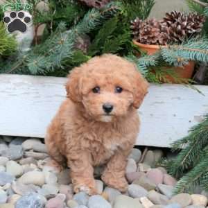 Sterling, Bich-Poo Puppy