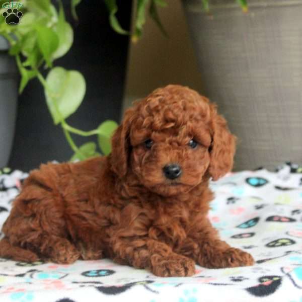 Stew, Miniature Poodle Puppy