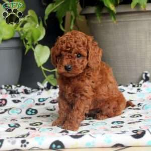 Stew, Miniature Poodle Puppy