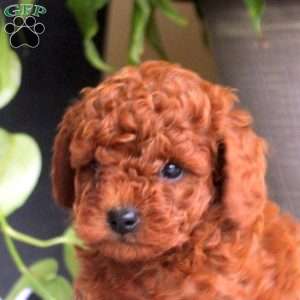 Stew, Miniature Poodle Puppy