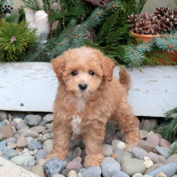 Stitch, Bich-Poo Puppy