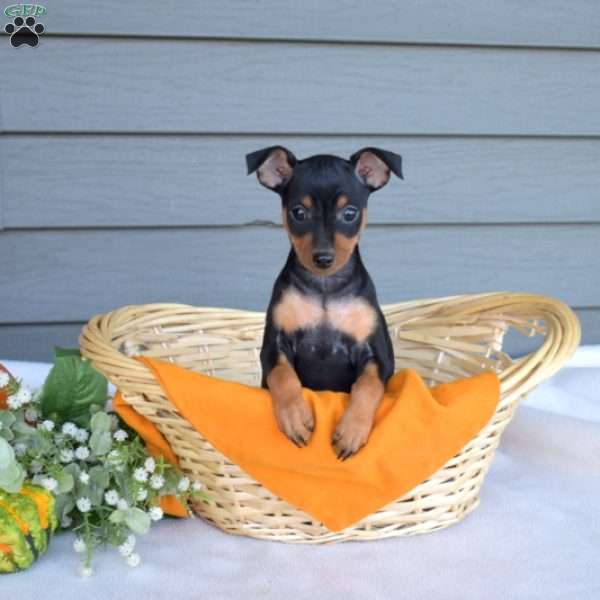 Stormy, Miniature Pinscher Puppy