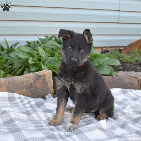 Stormy, German Shepherd Puppy