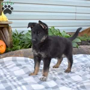 Stormy, German Shepherd Puppy