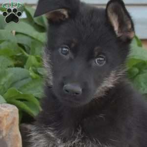 Stormy, German Shepherd Puppy