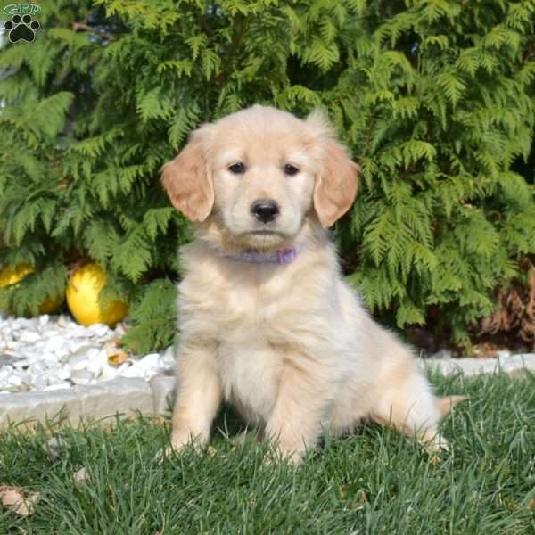 Sugar, Golden Retriever Puppy