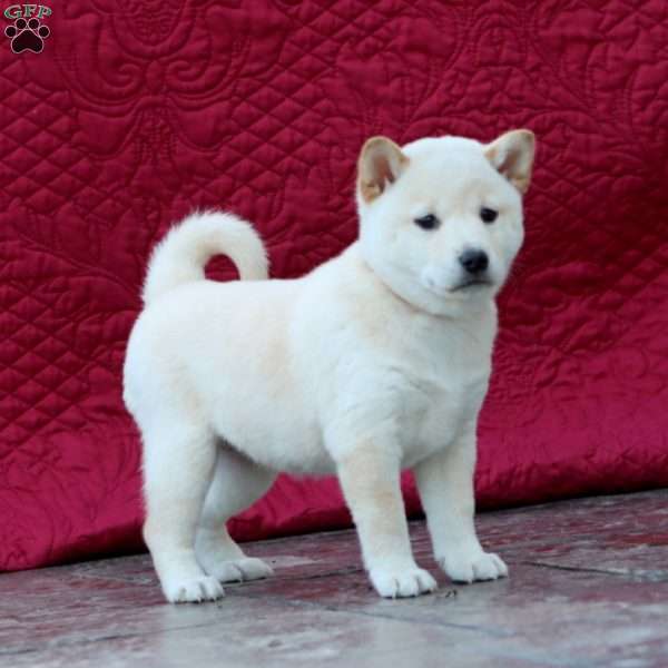 Sugar, Shiba Inu Puppy