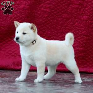 Sugar, Shiba Inu Puppy