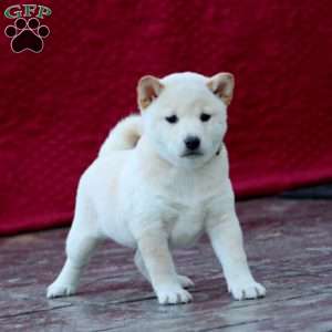 Sugar, Shiba Inu Puppy