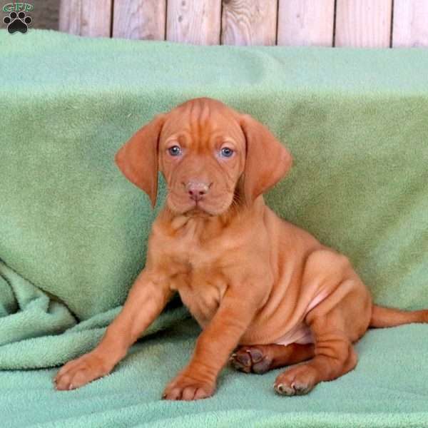 Sunny, Vizsla Puppy