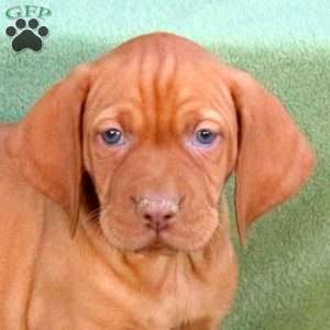 Sunny, Vizsla Puppy