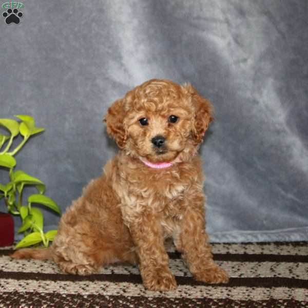 Sunny-F1B, Cockapoo Puppy