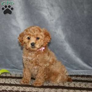 Sunny-F1B, Cockapoo Puppy