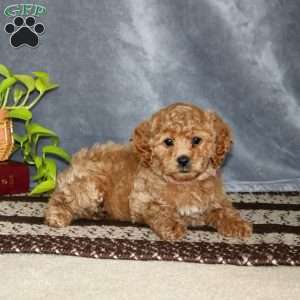 Sunny-F1B, Cockapoo Puppy