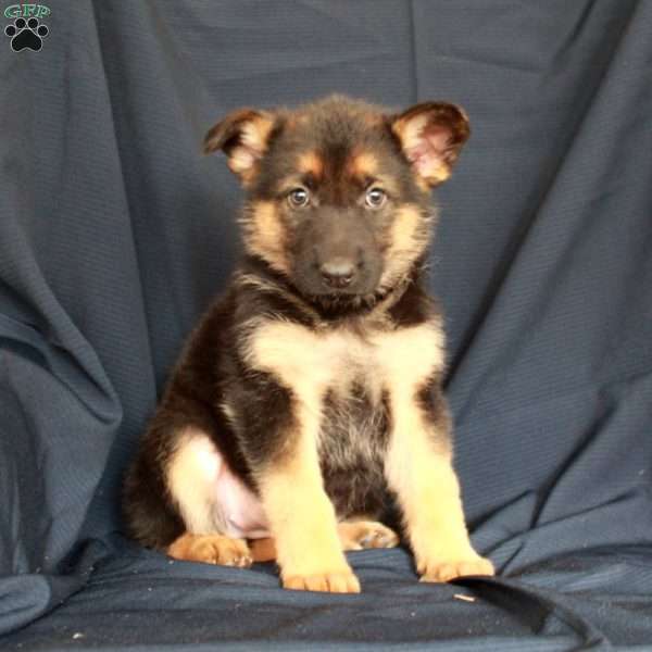 Sunshine, German Shepherd Puppy