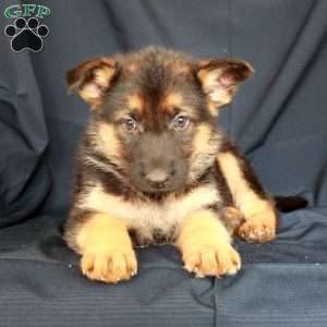 Sunshine, German Shepherd Puppy