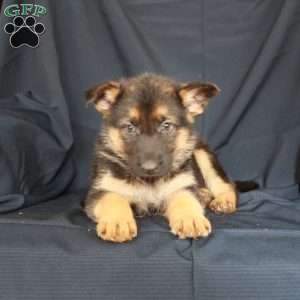 Sunshine, German Shepherd Puppy
