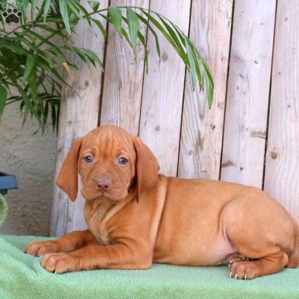 Suzy, Vizsla Puppy