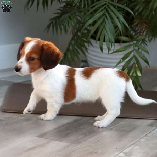 Sweets, Dachshund Puppy