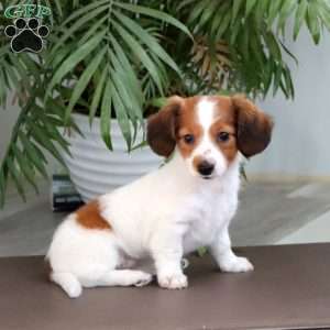 Sweets, Dachshund Puppy