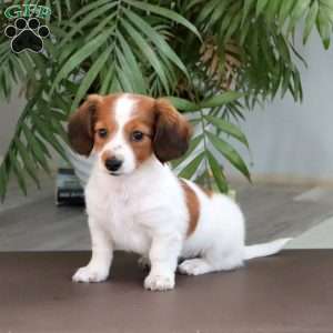 Sweets, Dachshund Puppy