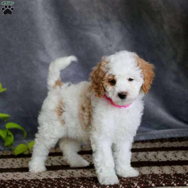 Sydney-F1B, Cockapoo Puppy
