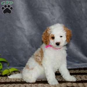 Sydney-F1B, Cockapoo Puppy