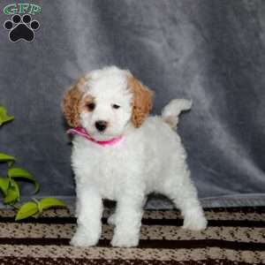 Sydney-F1B, Cockapoo Puppy