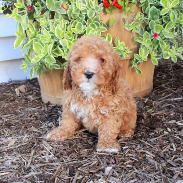 Sylvia, Cockapoo Puppy