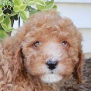 Sylvia, Cockapoo Puppy