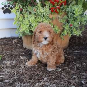 Sylvia, Cockapoo Puppy
