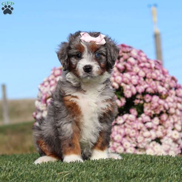 Tabby, Mini Bernedoodle Puppy