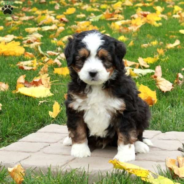 Tad, Mini Bernedoodle Puppy