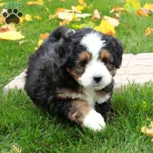 Tad, Mini Bernedoodle Puppy