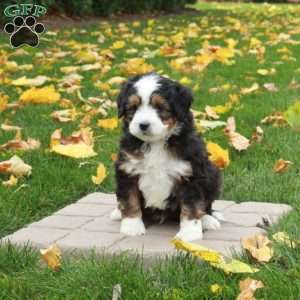 Tad, Mini Bernedoodle Puppy