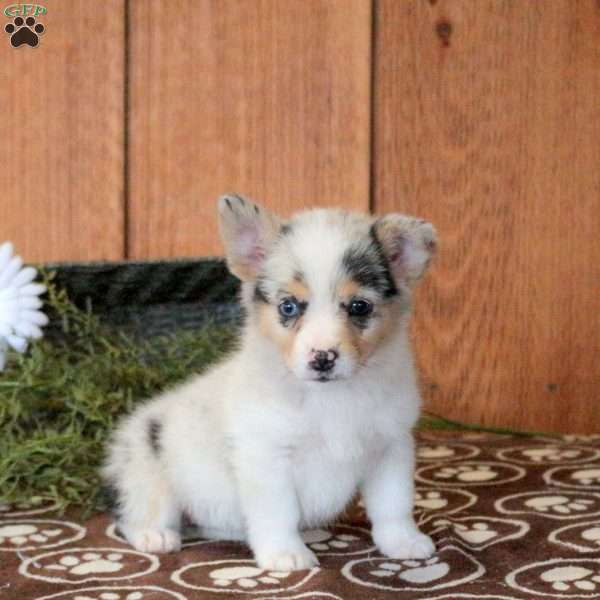 Taffy, Welsh Corgi Mix Puppy