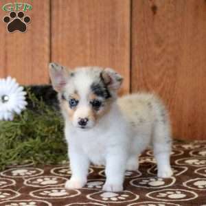 Taffy, Welsh Corgi Mix Puppy