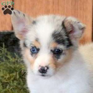 Taffy, Welsh Corgi Mix Puppy