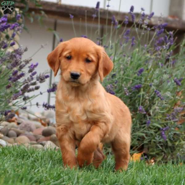 Tammy, Golden Retriever Puppy