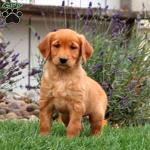 Tammy, Golden Retriever Puppy