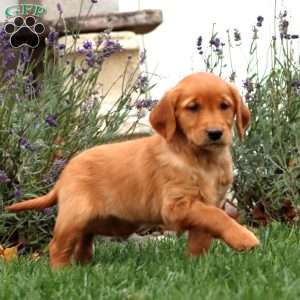 Tammy, Golden Retriever Puppy