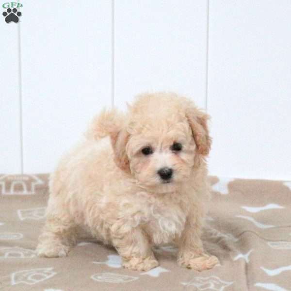 Tandy, Bich-Poo Puppy