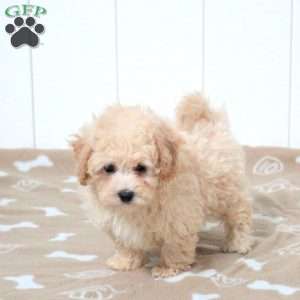 Tandy, Bich-Poo Puppy