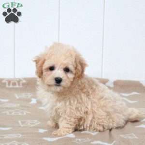 Tandy, Bich-Poo Puppy