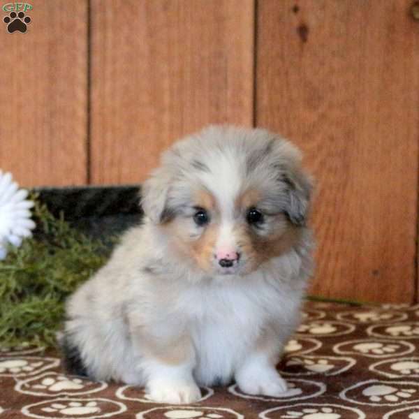 Tater, Welsh Corgi Mix Puppy