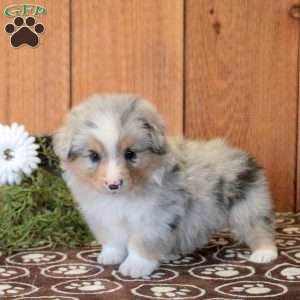 Tater, Welsh Corgi Mix Puppy