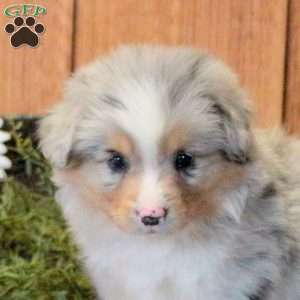 Tater, Welsh Corgi Mix Puppy
