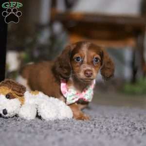 Taylor, Dachshund Puppy