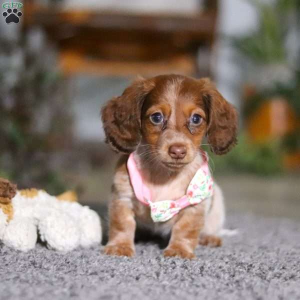 Taylor, Dachshund Puppy