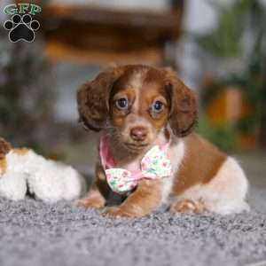 Taylor, Dachshund Puppy